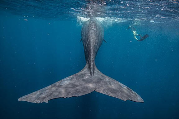 Swimming With Whales · Tahiti